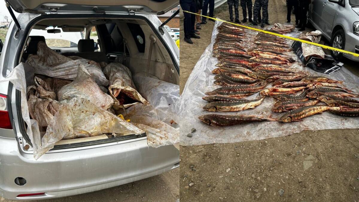 Двоих подозреваемых задержали в Атырау при перевозке осетровой рыбы