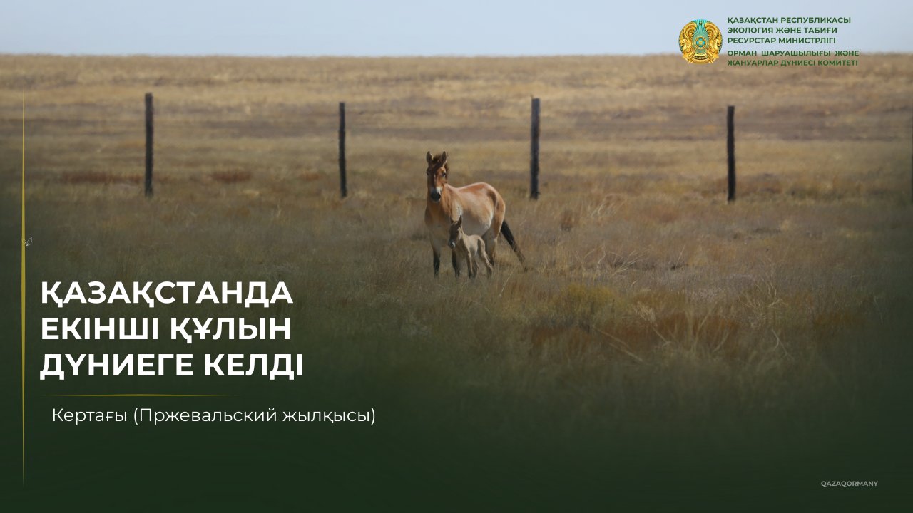 Степное пополнение: в Казахстане родился второй жеребенок редкой лошади Пржевальского