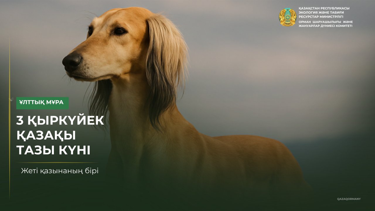 День казахского тазы впервые отмечают в Казахстане 3 сентября