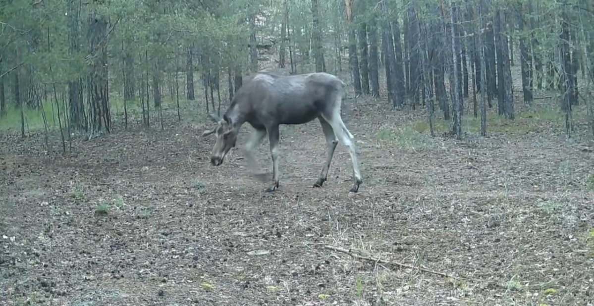 Лось попал в фотоловушку Каркаралинского нацпарка