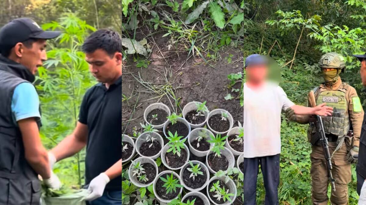 Плантация на 800 кустов: в Алматинской области задержали «садовода»-наркодельца